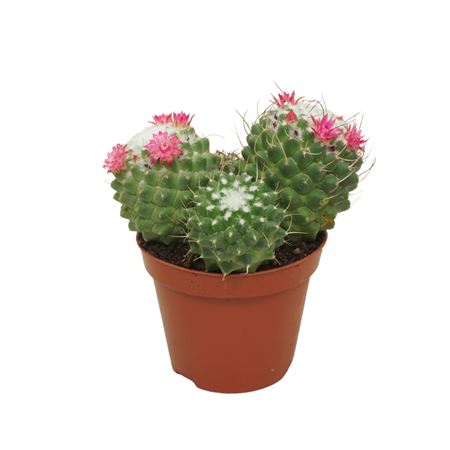 Mammillaria Toluca Flowering