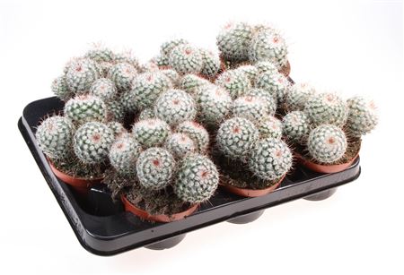 Mammillaria Bombycina