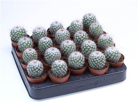 Mammilaria Bombycina
