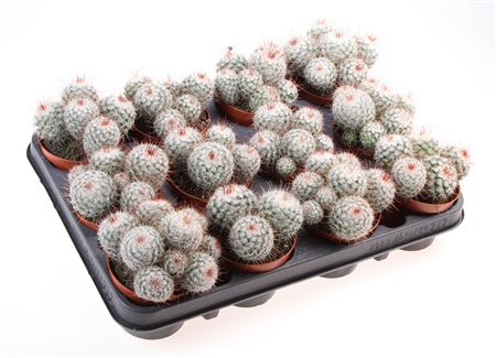 Mammillaria Bombycina