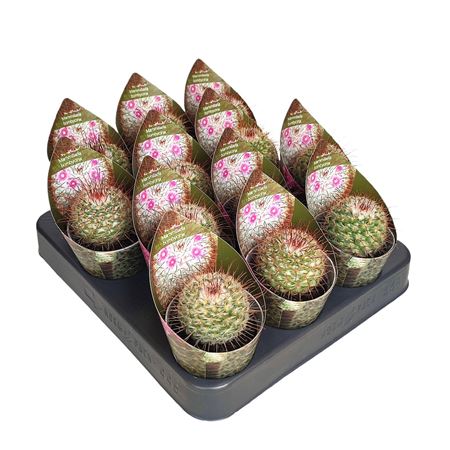 Mammillaria Bombycina Potcover