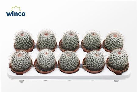 Mammillaria Bombycina