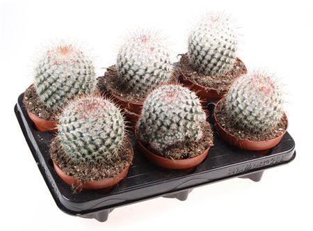 Cactus Mammillaria Bombycina