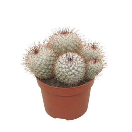 Mammillaria Bombycina