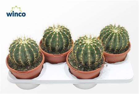 Ferocactus Schwarzii