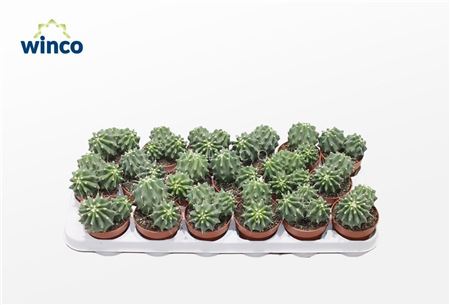 Ferocactus Glaucescends Inermis (group)