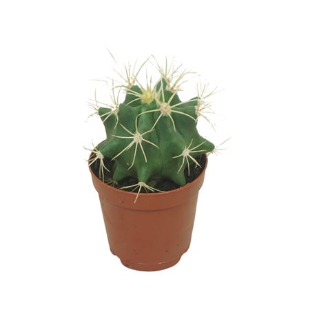 Ferocactus Glaucescens 5,5 Cm