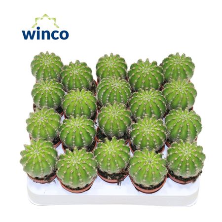 Echinopsis Multiplex