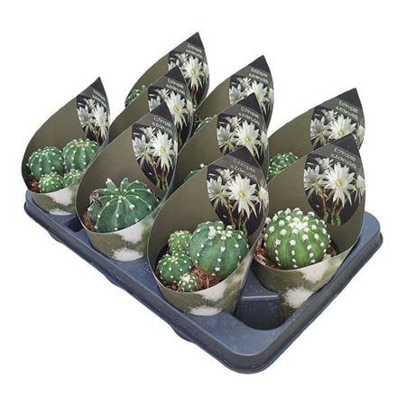 Echinopsis Subdenudata Potcover