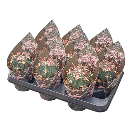 Ferocactus Latispinus Potcover