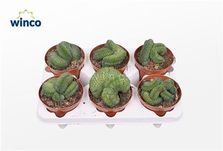 Mammillaria Un Pico Cristata