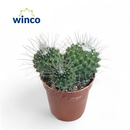 Mammillaria Spinosisima Un Pico (group)