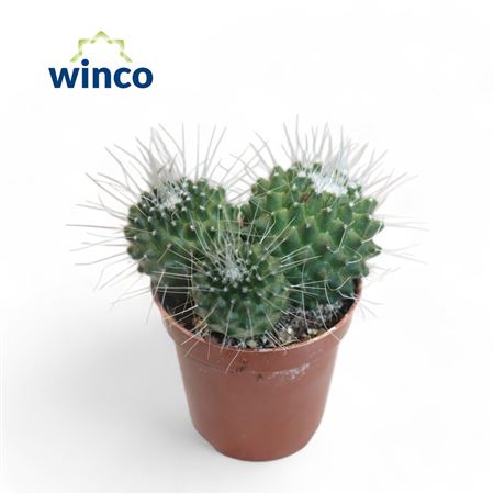 Mammillaria Spinosisima Un Pico