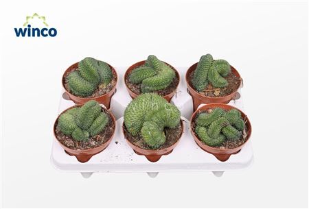 Mammillaria Un Pico Cristata