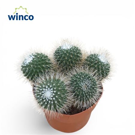 Mammillaria Spinosisima Un Pico