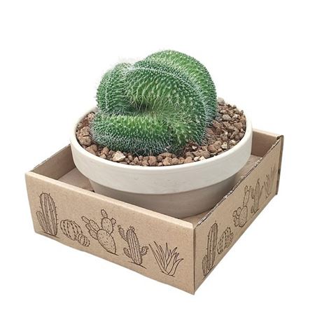 Mammillaria Spinossima Un Pico Crested White Grani