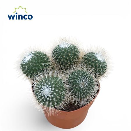 Mammillaria Spinosisima Un Pico