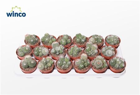 Mammillaria Spinosisima Un Pico