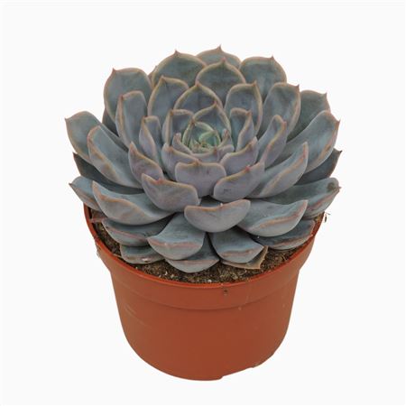 Echeveria Orion