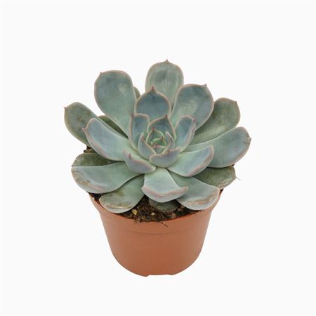 Echeveria Orion