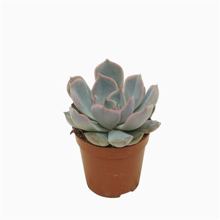 Echeveria Orion