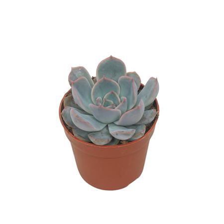 Echeveria Orion