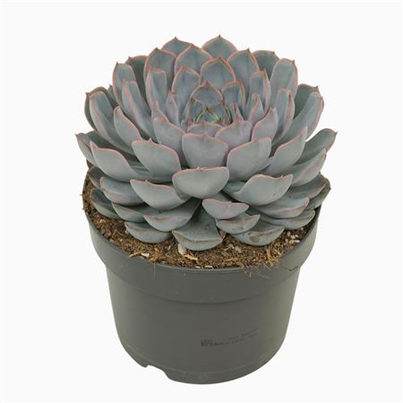 Echeveria Orion