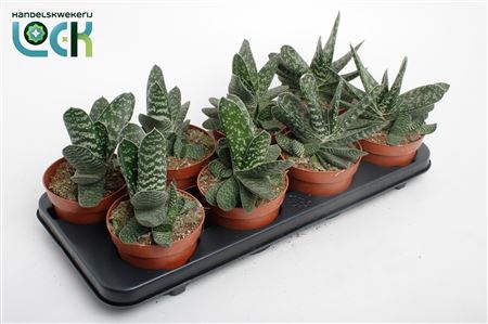 Gasteria Amour