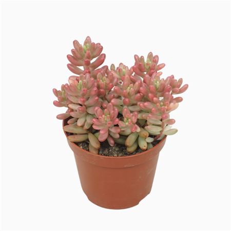 Sedum Rubrotinctum Aurora