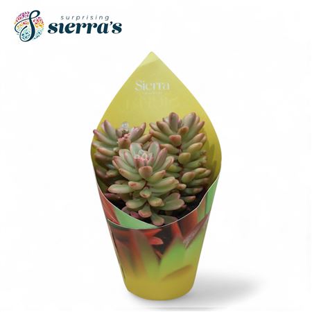 Sedum Rubrotinctum Variagata Sierra