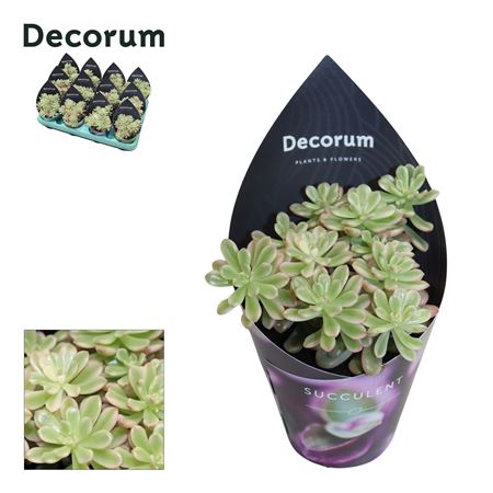 Sedum Rubrotinctum Variagata (decorum) Decorum Pot