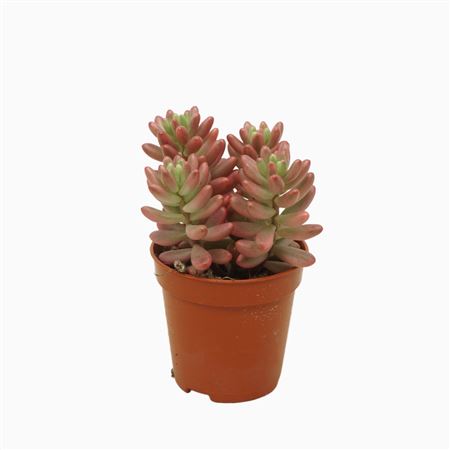 Sedum Rubrotinctum Aurora