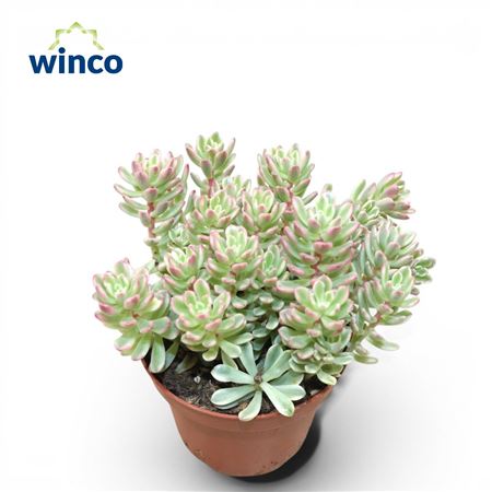 Sedum Rubrotinctum Variegata