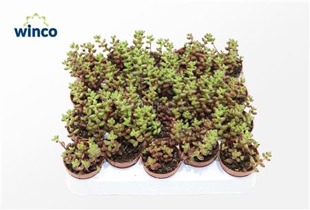 Sedum Rubrotinctum Jelly Beans Red