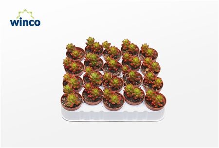 Sedum Rubrotinctum (aurora) (red)
