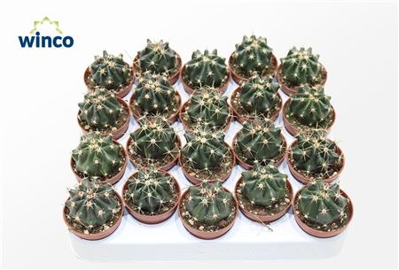Ferocactus Townsendianus Brevispinus