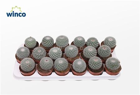 Mammillaria Hahniana