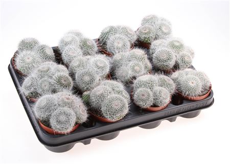 Mammillaria Hahniana