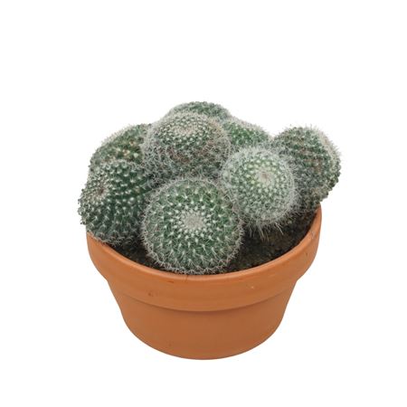 Mammillaria Hahniana