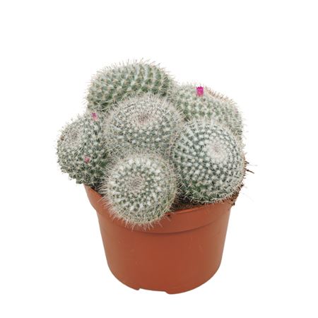 Mammillaria Hahniana
