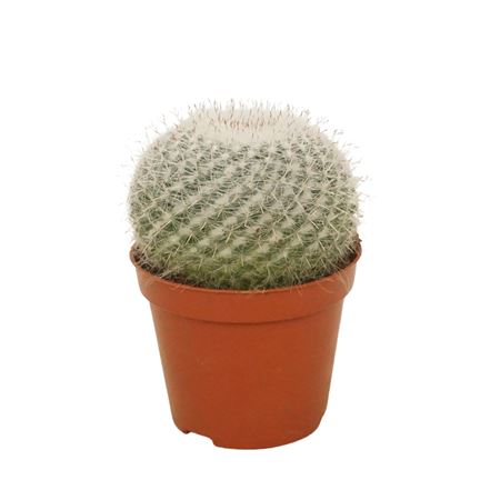 Mammillaria Hahniana