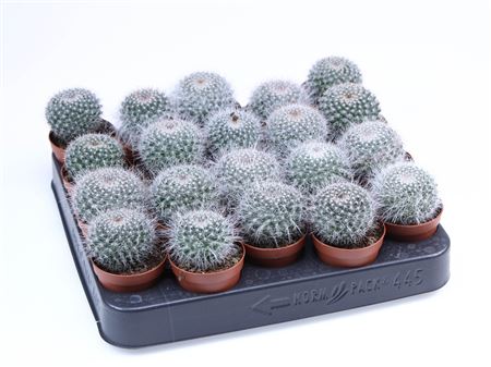 Mammillaria Hahniana