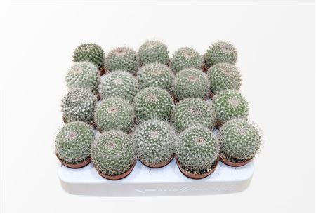 Mammillaria Hahniana