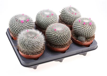 Cactus Mammillaria Hahniana