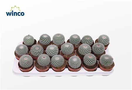 Mammillaria Hahniana