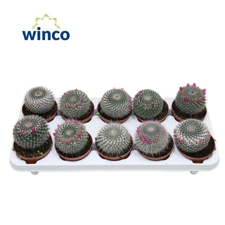 Mammillaria Hahniana (flowering)