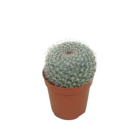 Mammillaria Hahniana