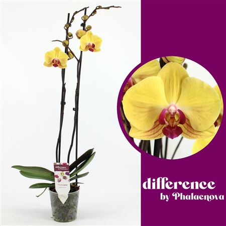 Phal 2st Goldion 14+ (phalaenova)