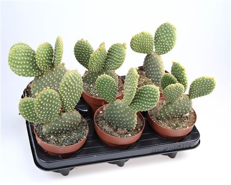 Opuntia Microdasys