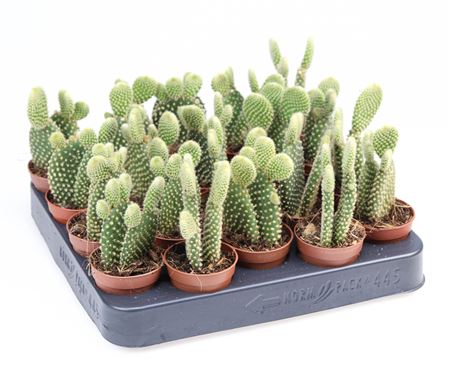 Opuntia Microdasys